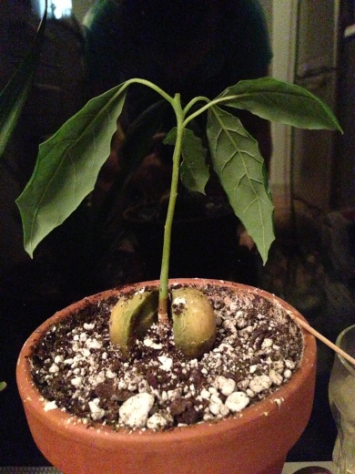 indoor avocado plant pruned